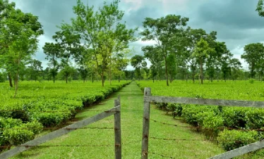 Mystical Assam Tour Package